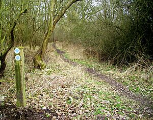 Muddy Path, Appleton Lower Common (geograph 4389410)