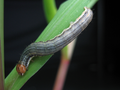 Mythimna separata