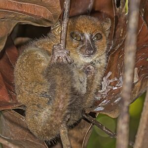 Nosy Be mouse lemur (Microcebus mamiratra).jpg