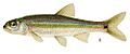 Notropis hudsonius