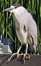 Nycticorax-nycticorax-004