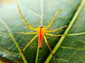 Oxyopes salticus spider 01