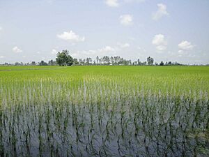 Paddy field Amol IRI 3