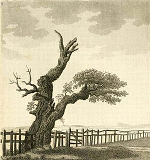 Parliament oak 1790