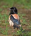 Pastor roseus by Koshy Koshy