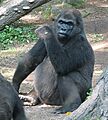 Pattycake gorilla