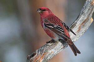 Pine Grosbeak (Pinicola enucleator) (13667564073).jpg