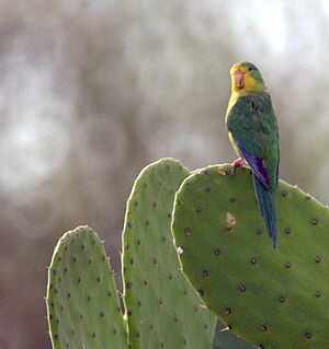 Psilopsiagon a aurifrons-Male-JMM-SBartolo Zarate-DSC 0510-20111030.jpg