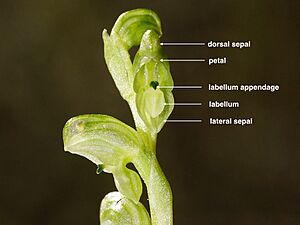 Pterostylis cycnocephala (labelled)