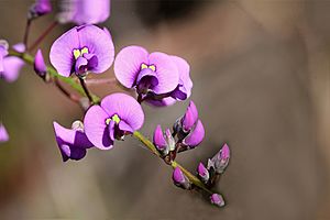Purple Mirbelia - Family Fabaceae (6757513611).jpg