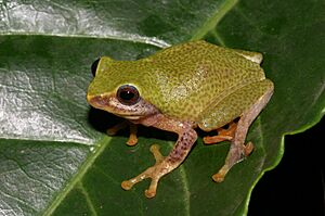 Raorchestes glandulosus .jpg