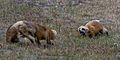 Red foxes fighting