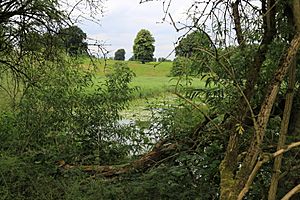 Reed beds Budworth Mere (geograph 5049016)