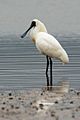 Royal Spoonbill - New Zealand (38491851044)