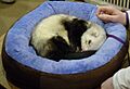 Salon agriculture 2009 - furet recentre