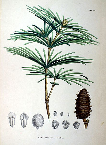 Sciadopitys verticillata SZ102