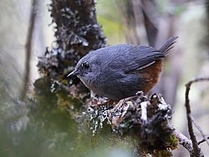 Scytalopus urubambae - Vilcabamba Tapaculo; Soraypampa, Cuzco, Peru.jpg