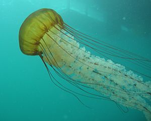 Sea nettle (Chrysaora fuscescens) 2.jpg