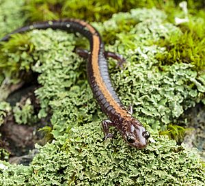 Shenandoah Salamander (33329749601).jpg