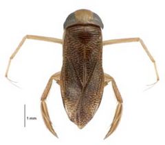 Sigara arguta LCR.jpg