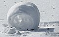 Snow roller (30 January 2014) (Newark, Ohio, USA) 53 (46107487244)