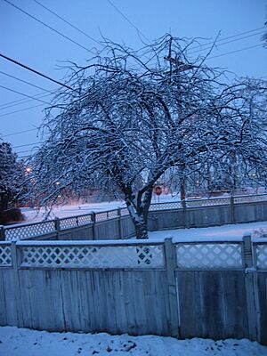 Snowed-in tree in Hermiston