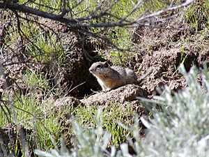 Southern Idaho ground squirrel (Spermophilus brunneus endemicus), candidate.jpg