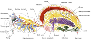 Spider internal anatomy-en