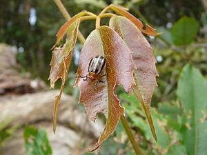 Springbrook beetle on leaf 1