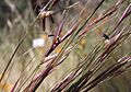 Stipa hymenoides