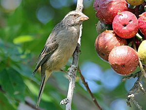 Streaky-head Seedeater RWD