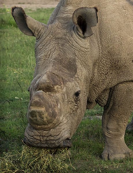 Sudan (Ceratotherium simum cottoni) 2015-05-22