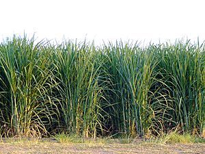 Sugar Cane rows