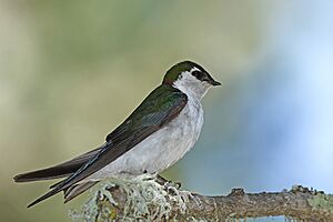 Tachycineta thalassina -San Luis Obispo, California, USA -male-8