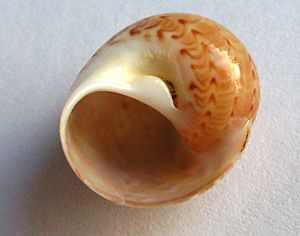 Tanea zelandica (necklace shell) base