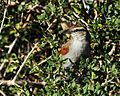 Tchagra Southern 2013 02 24a