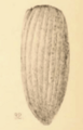 Tenebrio primigenius Scudder 1890 pl2 Fig32