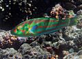 Thalassoma purpureum Réunion 2