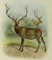 The deer of all lands (1898) Altai wapiti