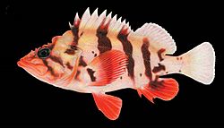 Tiger rockfish Joseph R. Tomelleri