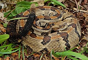 Timber Rattlesnake (Crotalus horridus) (26532488745)