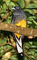Trogon-viridis-002