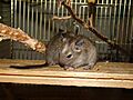 Two young degus