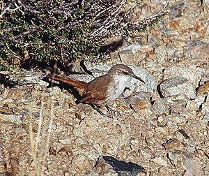 Upucerthia albigula -Peru-8.jpg