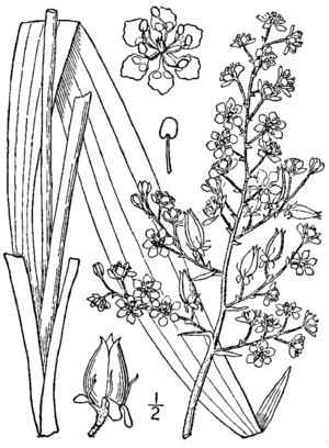 Veratrum hybridum (as Melanthium latifolium) BB-1913.png