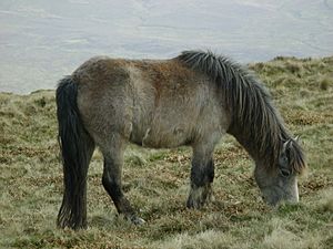 Welsh wild pony