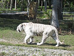 WhiteTiger, Miami