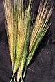 Wild barley spikes