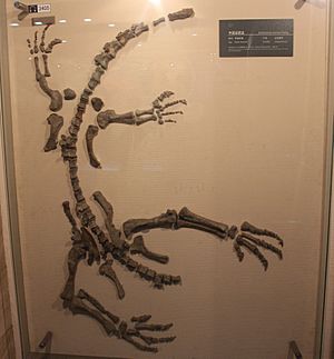 "Gyposaurus" sinensis-Geological Museum of China.jpg