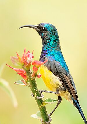 2009-variable-sunbird.jpg